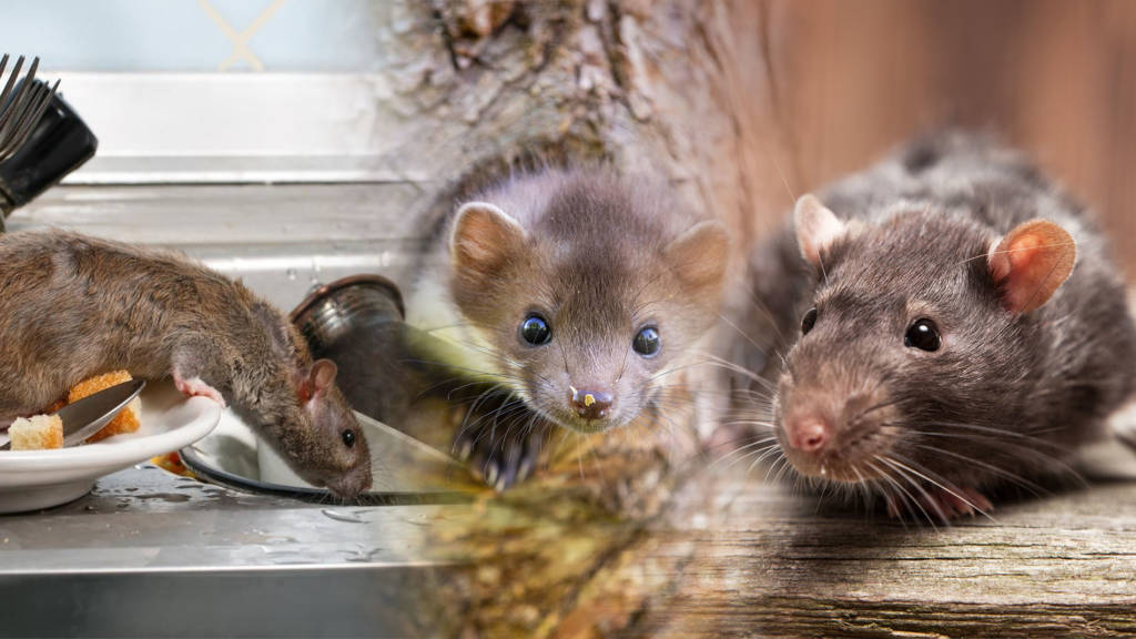 Entreprise de Dératisation  Dératiseur : Lutte contre rats & souris