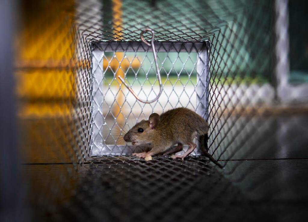 Rat dans une cage